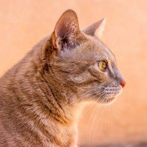 Los angeles ca – adorable orange tabby cat for private adoption – meet bodhi