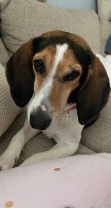 Sweet Coonhound Beagle Mix For Adoption In Philadelphia PA - Supplies Included - Adopt Mia