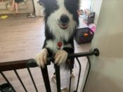 1 Amazing Border Collie Dog For Adoption In Edmonton Alberta AB – Meet 5 Year Old Aether