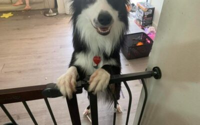 1 amazing border collie dog for adoption in edmonton alberta ab – meet 5 year old aether
