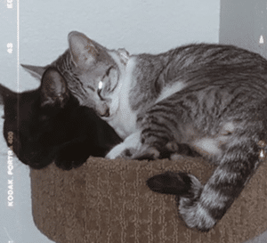 Salem and halo - bonded black and grey tabby cats for adoption in las vegas nevada by verified private owner