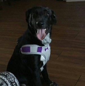 Lab Mix Puppy For Adoption In Dallas Texas