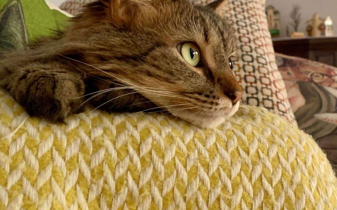 Stunning Maine Coon Mix Cat For Adoption in Indianapolis IN – Supplies Included – Adopt Minnie