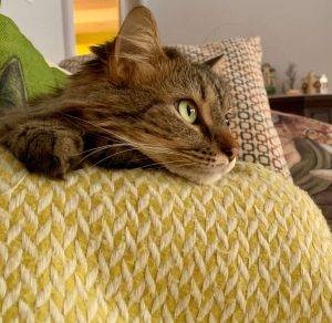Stunning maine coon mix cat for adoption in indianapolis in – supplies included – adopt minnie