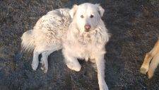 Maremma Sheep Dog For Adoption Near Bangor Maine – Supplies Incl – Meet Putin