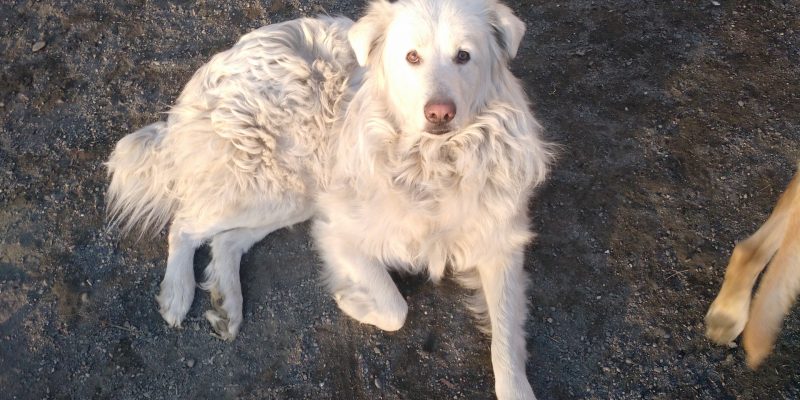 Maremma Sheep Dog for Adoption Near Bangor Maine – Supplies Incl – Meet Putin