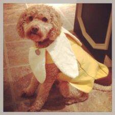 Goldendoodle For Adoption in Comer, GA