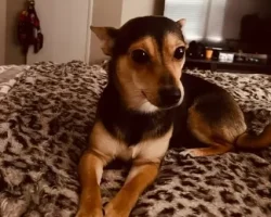 Chihuahua welsh corgi mix dog for adoption in clackamas oregon