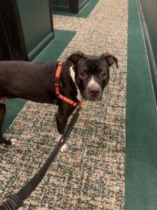 Pitbull mix dog for adoption in philadelphia pa – supplies included – adopt frank