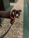 Pitbull For Adoption in Philadelphia PA