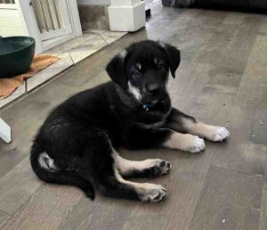 German shepherd mix puppy for adoption in fort mcmurray ab