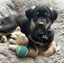 Meet Bandir, A 7 Week Old German Shepherd Mix Puppy For Adoption In Fort Mcmurray Ab