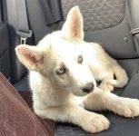 8 Week Old Grey And White Female Siberian Husky Puppy For Adoption Near San Diego, In Spring Valley CA