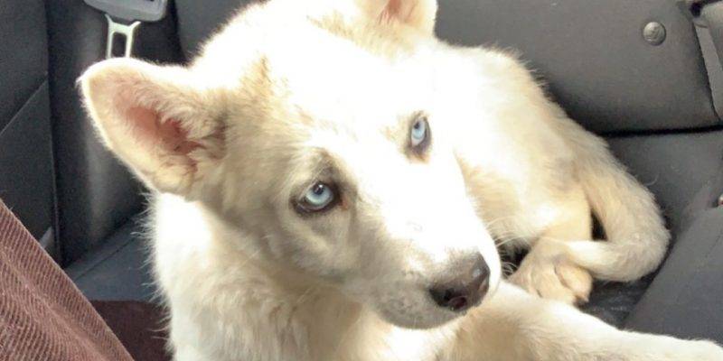 8 week old grey and white female Siberian Husky puppy for adoption near San Diego, in Spring Valley CA