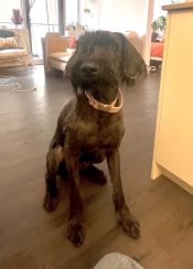 Giant Schnauzer For Adoption In Edmonton AB