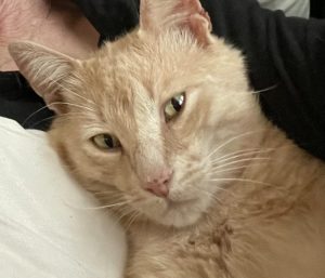 Bo, a dilute orange tabby cat for adoption in Asheville NC.