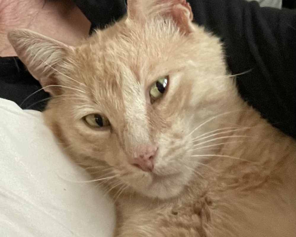 Bo, a dilute orange tabby cat for adoption in Asheville NC.