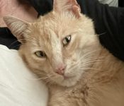 Bo, A Dilute Orange Tabby Cat For Adoption In Asheville NC.