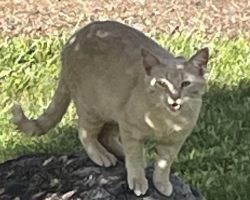 Bo, A Dilute Orange Tabby Cat For Adoption In Asheville NC.