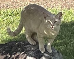 Bo, A Dilute Orange Tabby Cat For Adoption In Asheville NC.