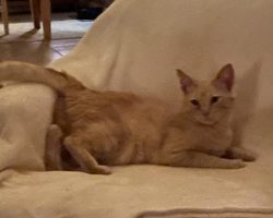 Bo, A Dilute Orange Tabby Cat For Adoption In Asheville NC.