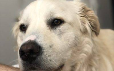 Golden retriever border collie mix dog for adoption in tempe az – meet dexter