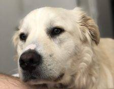 Golden Retriever Border Collie Mix Puppy For Adoption In Tempe AZ