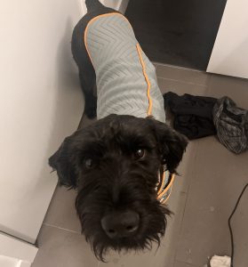 Giant schnauzer for adoption in edmonton ab