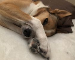 Dog for adoption in calgary