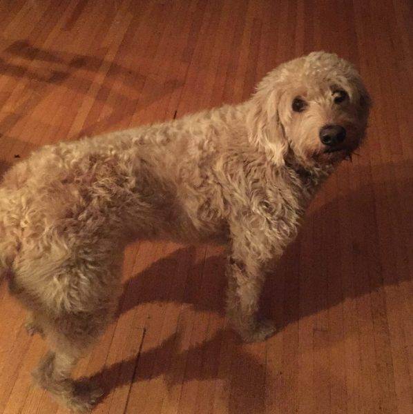 REHOMED – Loveable Lolli – Labradoodle in LA Area