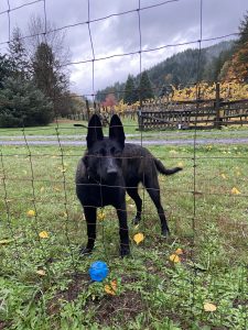 BELGIAN MALINOIS FOR ADOPTION
