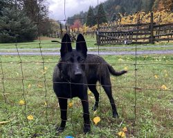 BELGIAN MALINOIS FOR ADOPTION Photo BELGIAN MALINOIS FOR ADOPTION