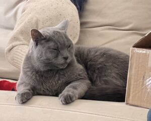 Cat for adoption in Beaumont
