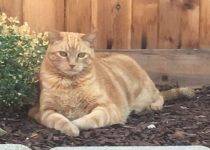 Pete - Orange Tabby Cat For Adoption in San Diego