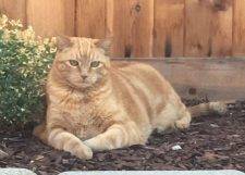 Pete - Orange Tabby Cat For Adoption in San Diego