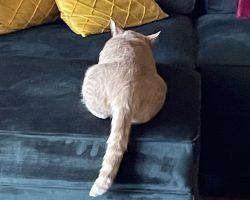 Bo, A Dilute Orange Tabby Cat For Adoption In Asheville NC.