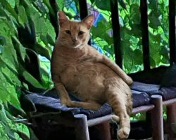 Bo, A Dilute Orange Tabby Cat For Adoption In Asheville NC.