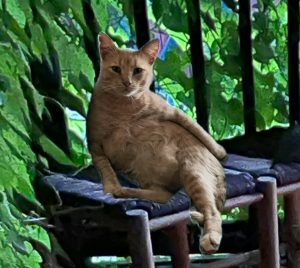 orange tabby cat for adoption in candler Photo Bo, a dilute orange tabby cat for adoption in Asheville NC.