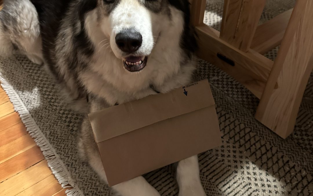 Siberian husky dog for adoption in seattle, washington – meet nani