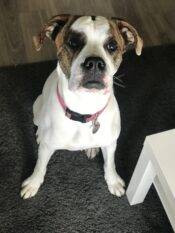 American Bulldog Mix For Adoption In Calgary Ab