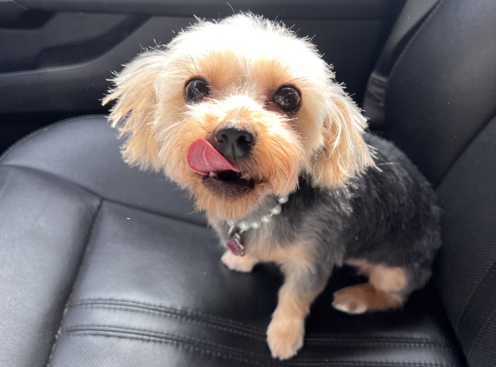 Adorable Yorkie Havanese Mix Dog for Adoption in Calgary AB – Meet Stella