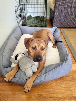Handsome American Pitbull Terrier For Adoption In New York NY – Supplies Included – Adopt Caddy