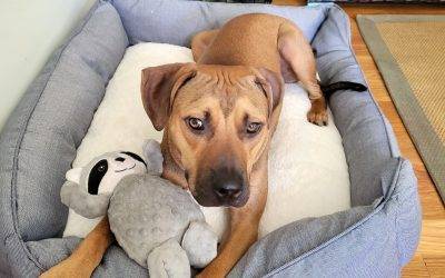 Handsome American Pitbull Terrier for Adoption in New York NY – Supplies Included – Adopt Caddy
