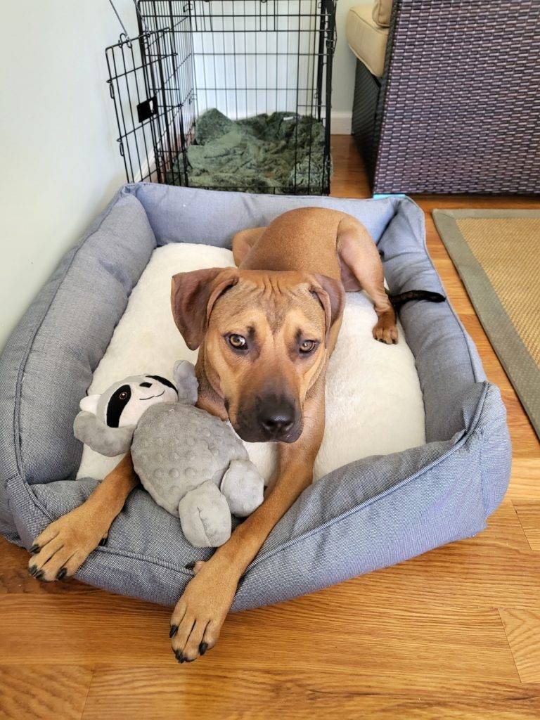 Handsome american pitbull terrier for adoption in new york ny – supplies included – adopt caddy