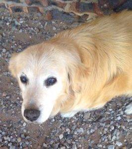 Golden retriever mix dog rehomed in portland