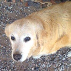 Rehomed – callie – golden retriever mix in  portland or