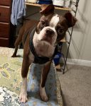 Adorable Brown and White Boston Terrier for adoption in Dallas Fort Worth texas