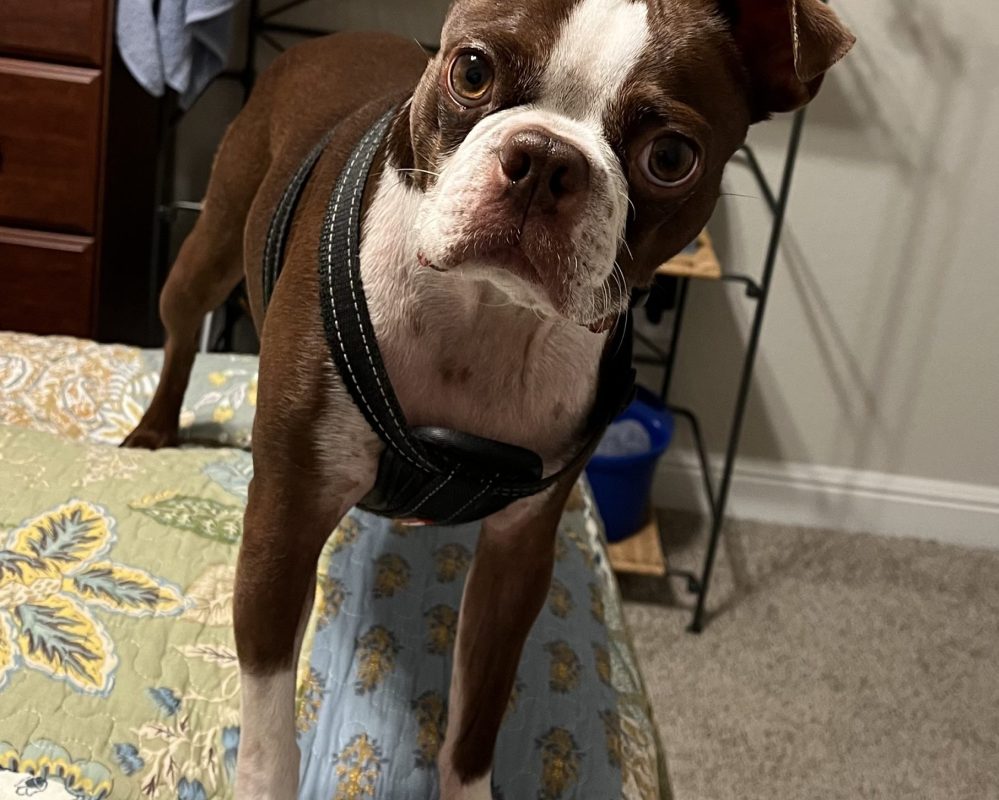 Adorable Brown and White Boston Terrier for adoption in Dallas Fort Worth texas