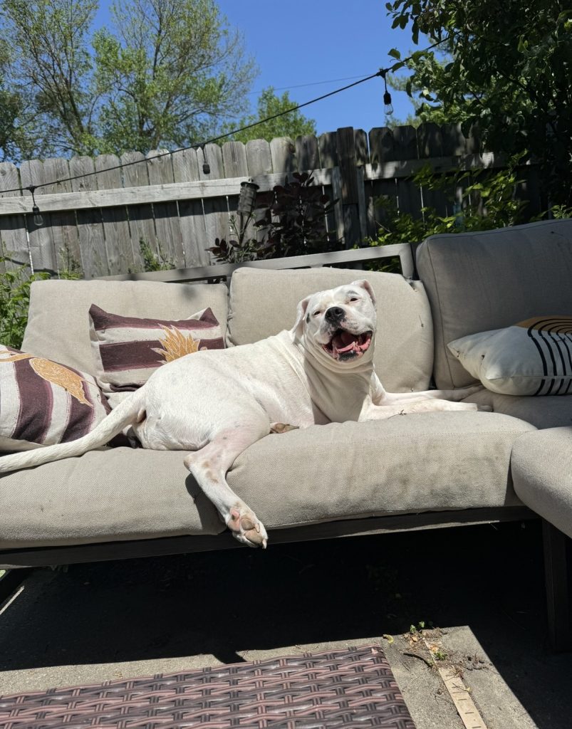 large breed dogs for adoption Photo Sweet American Bulldog For Adoption in Grand Rapids, MI – Meet Chu Chu