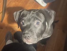 American Bulldog Puppy For Adoption In Philadelphia PA